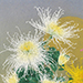 Rieko Morita Gallery